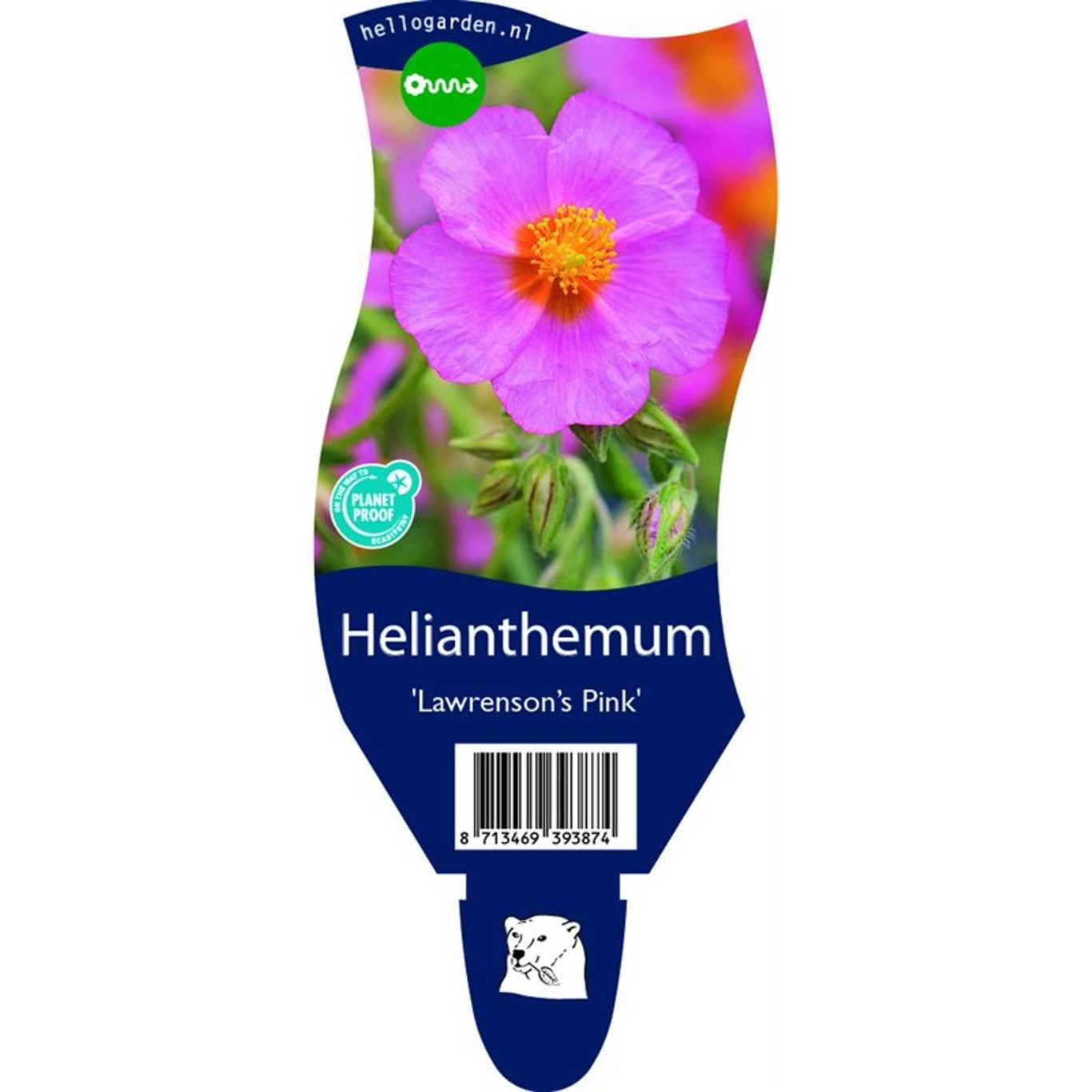 Solvända – Helianthemum 'Lawrenson's Pink' - P11